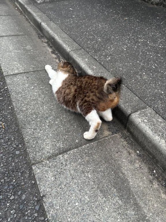 女の子画像
