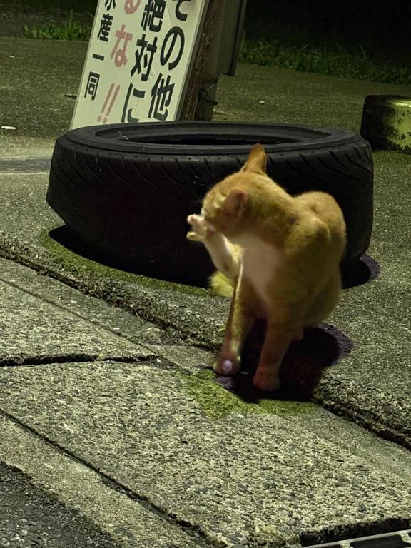 女の子画像